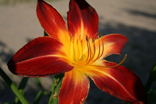 In July – Saturday Workshops at Amazing Flower Farm