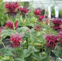 Bee Balm with, what else?, bumblebees