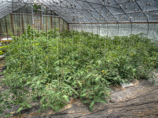We’re using a new trellising system for tomatoes in our unheated greenhouse