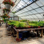 New plants