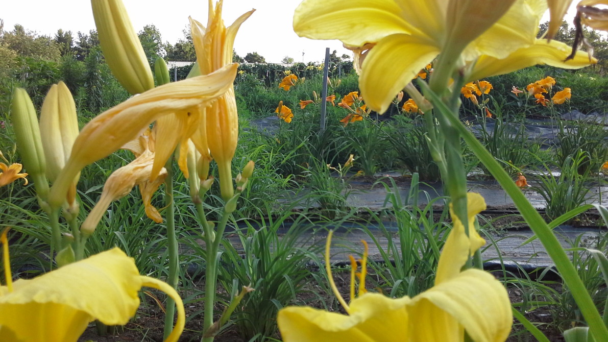Daylilies are blooming