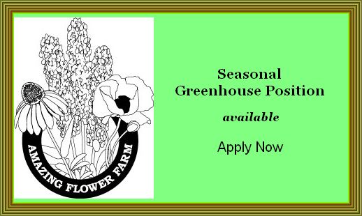 Amazing Flower Farm is hiring