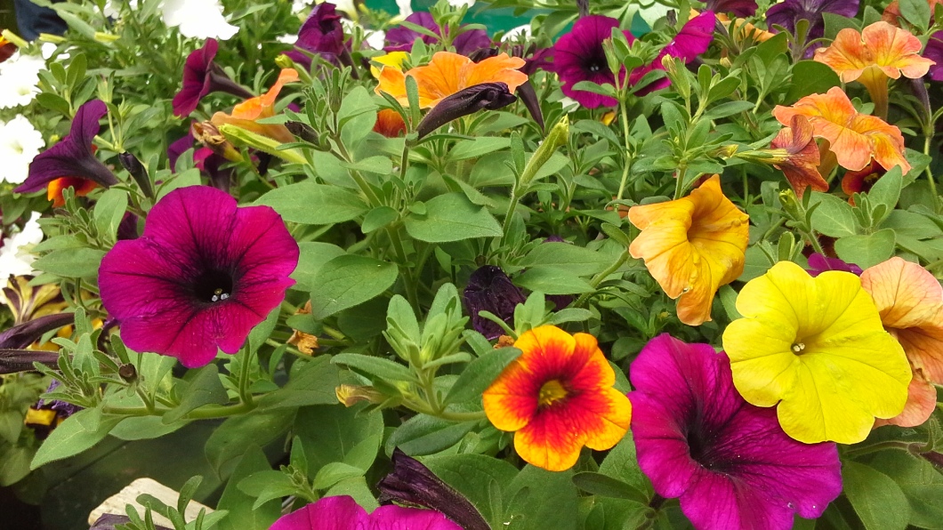 Flower Photo Gallery