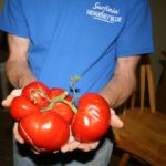 Two pound tomatoes