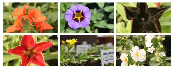 Flowers are coming!