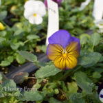 Pansy