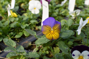 Pansy
