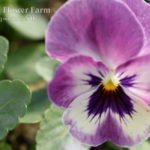 Pansy