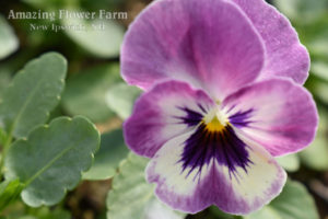 Pansy