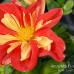 Dahlia Starsisters Scarlet & Yellow