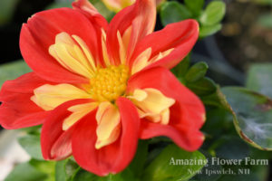 Dahlia Starsisters Scarlet & Yellow