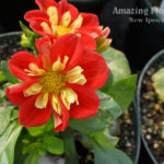 Dahlia Starsisters Scarlet & Yellow