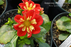 Dahlia Starsisters Scarlet & Yellow