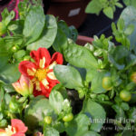 Dahlia Starsisters Scarlet & Yellow