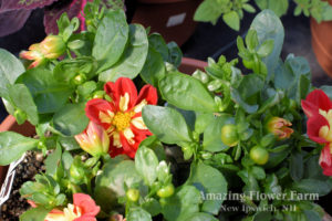 Dahlia Starsisters Scarlet & Yellow