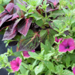 Perilla, Petunia Casfadias Pitaya