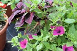 Perilla, Petunia Casfadias Pitaya