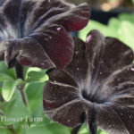 Petunia Night Magic