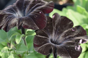 Petunia Night Magic