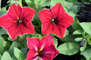 Petunia Mandeville