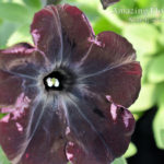 Petunia Night Magic