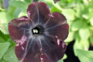 Petunia Night Magic
