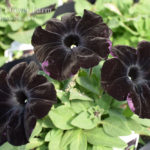 Petunia Night Magic