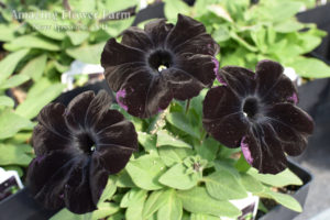Petunia Night Magic