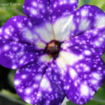 Petunia Night Sky