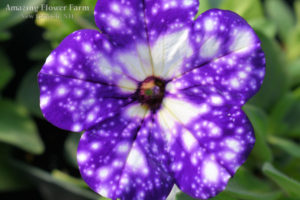 Petunia Night Sky