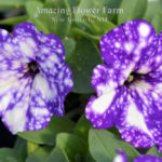 Petunia Night Sky