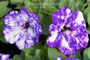 Petunia Night Sky