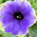 Petunia Stonewashed