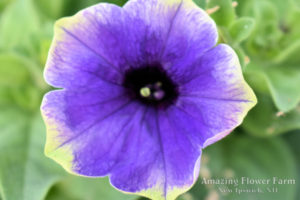 Petunia Stonewashed