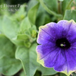 Petunia Stonewashed
