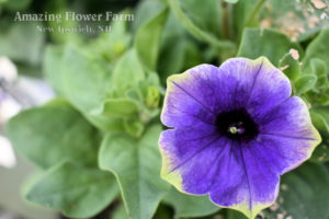 Petunia Stonewashed