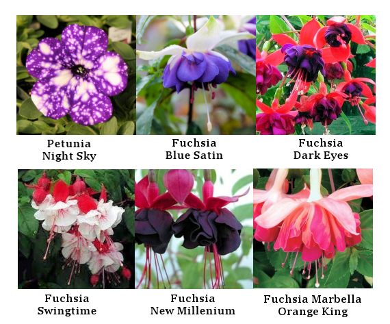 Flowers