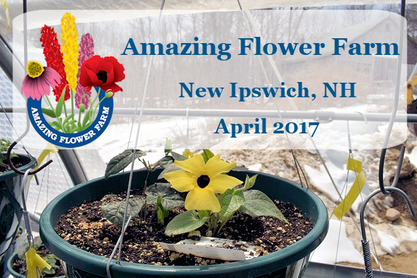 Amazing Flower Farm Newsletter