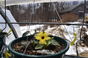 One happy flower