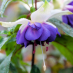 Fuchsia Blue Satin