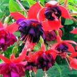 Fuchsia Dark Eyes