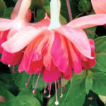 Fuchsia Marbella Orange King