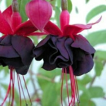 Fuchsia New Millenium