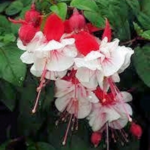 Fuchsia Swingtime