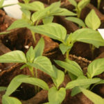 Vegetable starts