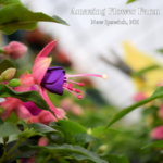 Fuchsia Jollies Nantes