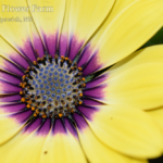 Osteospermum Blue Eyed Beauty