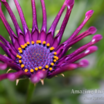 Osteospermum Spider Purple