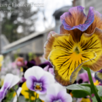 Pansy Moulin Rouge