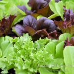 Salanova Restaurant-Mix lettuce